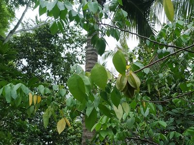 Averrhoa carambola, photographed by Firos AK