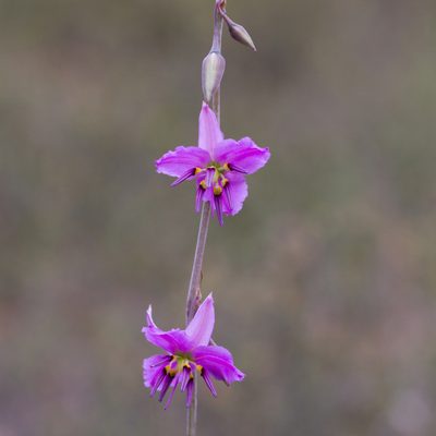 Dichopogon fimbriatus, photographed by Kym Nicolson