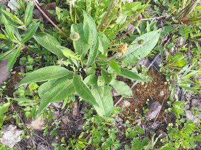 Centaurea phrygia, photographed by Dmitriy Bochkov