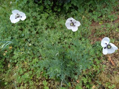 Papaver albiflorum, photographed by Zoltán Stekkelpak