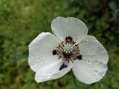 Papaver albiflorum, photographed by Zoltán Stekkelpak