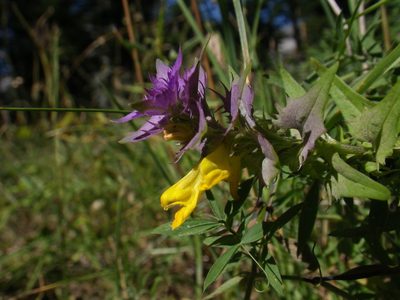 Melampyrum vaudense, photographed by Yves Bas