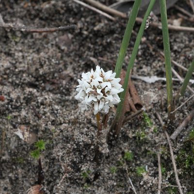 Lomandra juncea, photographed by Kym Nicolson