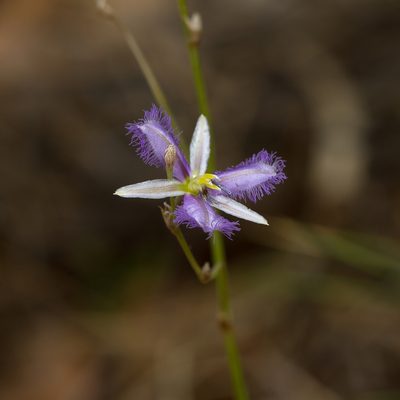 Thysanotus baueri, photographed by Kym Nicolson