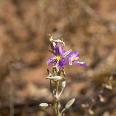 Thysanotus baueri, photographed by Kym Nicolson