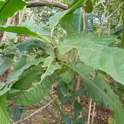 Triplaris americana, photographed by Margaret Burger