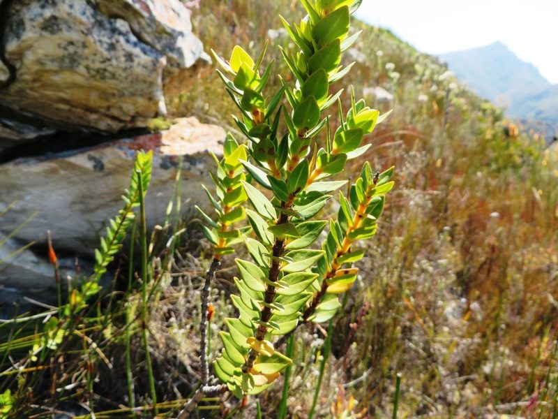 Penaea lateriflora, photographed by linkie