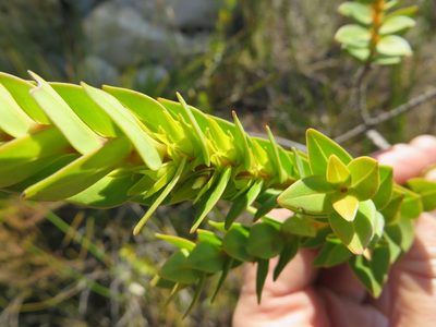 Penaea lateriflora, photographed by linkie