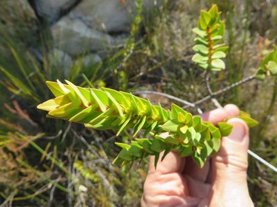 Penaea lateriflora, photographed by linkie