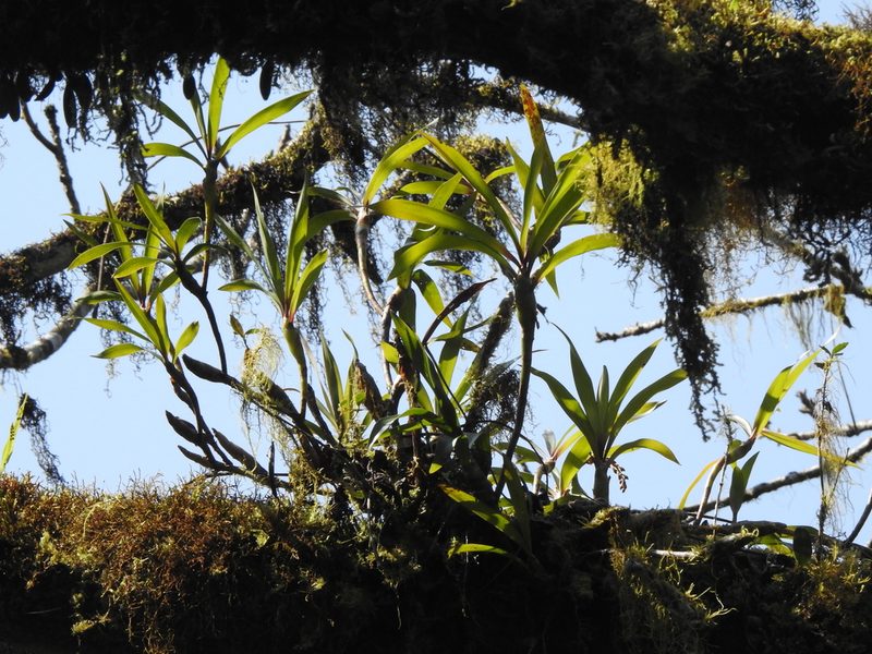 Pinalia formosana, photographed by Jacy Chen