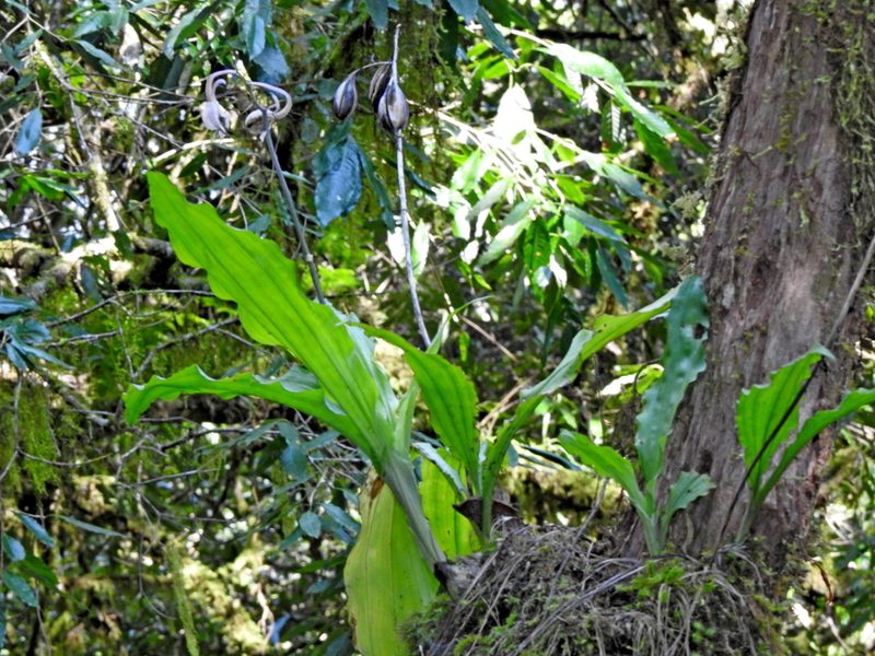 Calanthe arisanensis, photographed by Jacy Chen