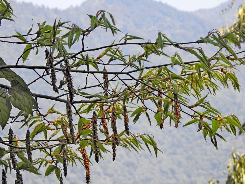 Carpinus rankanensis, photographed by Jacy Chen