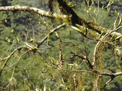 Carpinus rankanensis, photographed by Jacy Chen