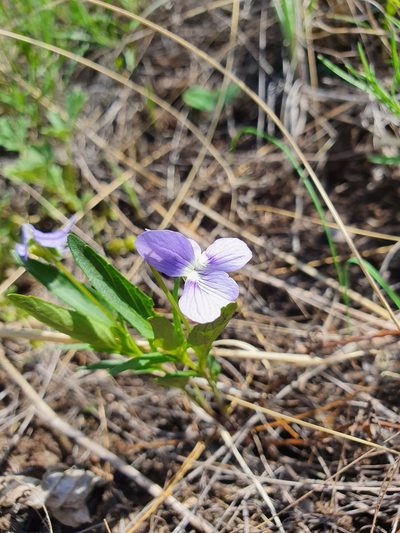 Viola pumila, photographed by Анна Митрошенкова