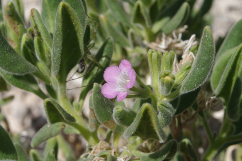 Nama havardii, photographed by Norman Douglas