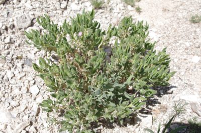 Nama havardii, photographed by Norman Douglas