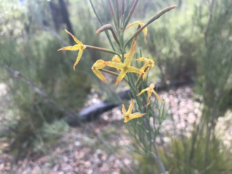 Franklandia fucifolia, photographed by Ann Bentley