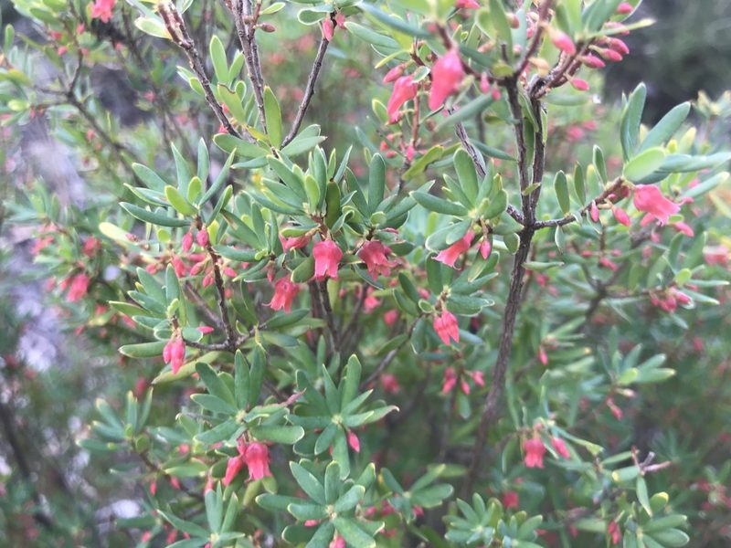 Brachyloma preissii, photographed by Ann Bentley