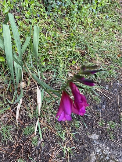 Gladiolus communis, photographed by William Stephens