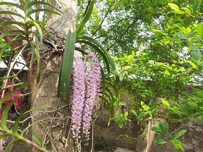 Rhynchostylis retusa, photographed by মহা বিদ্রোহী BUT রণ ক্লান্ত