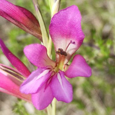 Gladiolus communis, photographed by Eric Toro Delgado