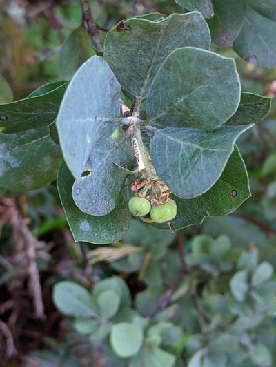 Arctostaphylos nortensis, photographed by David Anderson
