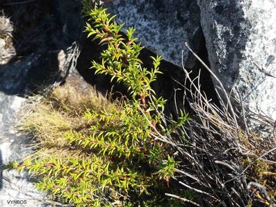 Cliffortia pungens, photographed by Chris Vynbos