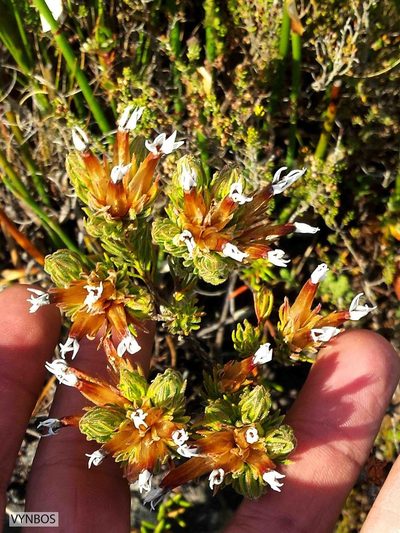 Erica vallis-gratiae, photographed by Chris Vynbos