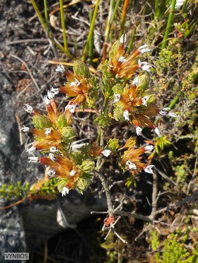 Erica vallis-gratiae, photographed by Chris Vynbos