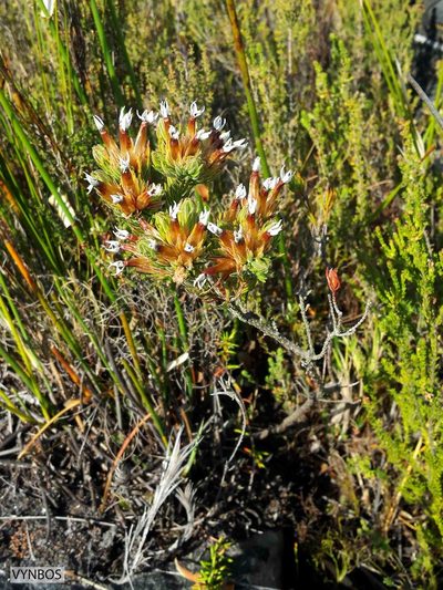 Erica vallis-gratiae, photographed by Chris Vynbos