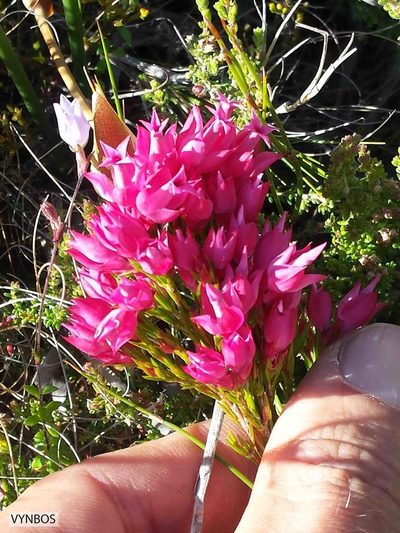 Erica borboniifolia, photographed by Chris Vynbos