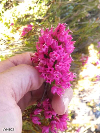 Erica borboniifolia, photographed by Chris Vynbos