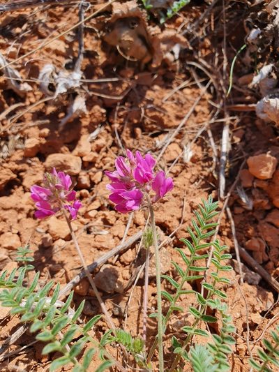 Oxytropis floribunda, photographed by Анна Митрошенкова