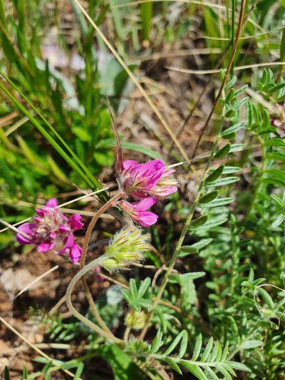 Oxytropis floribunda, photographed by Анна Митрошенкова