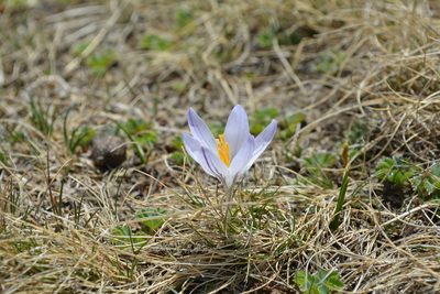 Crocus reticulatus, photographed by Dmitrii Ignatev