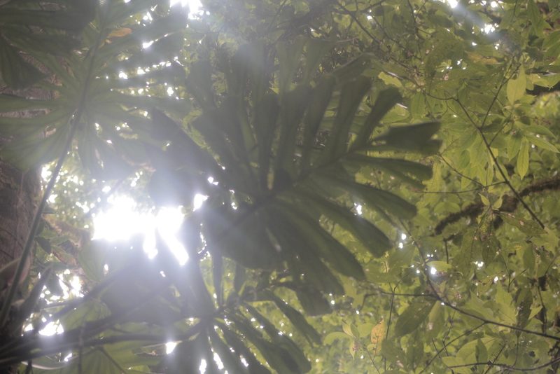 Philodendron findens, photographed by John Abrams