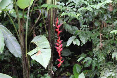 Heliconia pogonantha, photographed by John Abrams