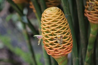 Zingiber spectabile, photographed by John Abrams