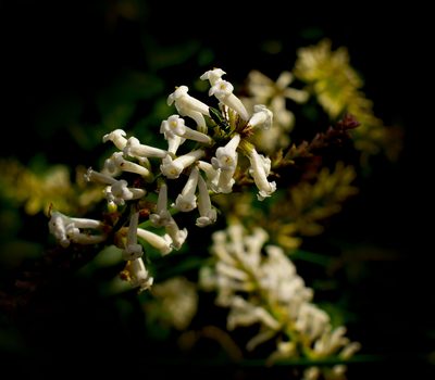 Diostea juncea, photographed by Nicolás Villaseca Merino