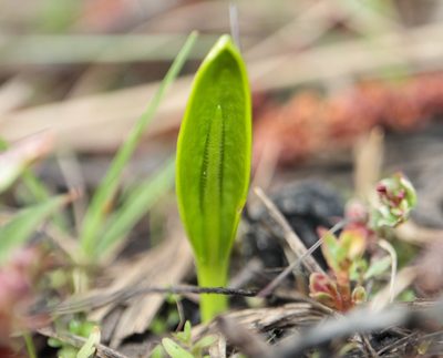 Ophioglossum vulgatum, photographed by Tero Linjama