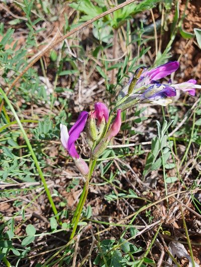 Astragalus macropus, photographed by Анна Митрошенкова