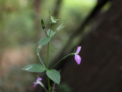 Dicliptera paniculata, photographed by Dinesh Valke