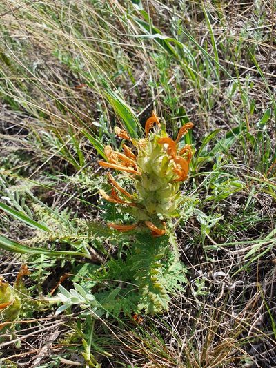 Pedicularis physocalyx, photographed by Анна Митрошенкова