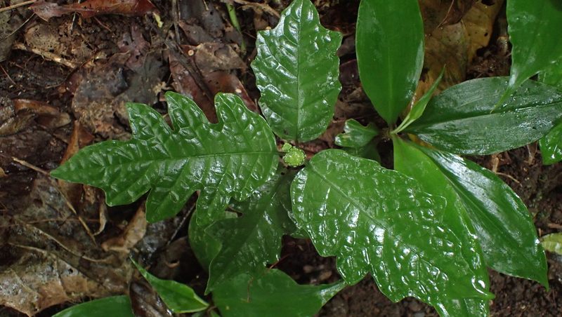 Dorstenia choconiana, photographed by John Abrams