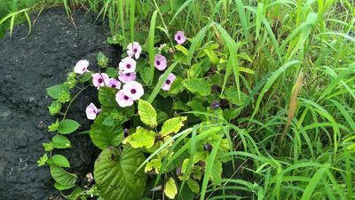 Argyreia sericea, photographed by Dinesh Valke