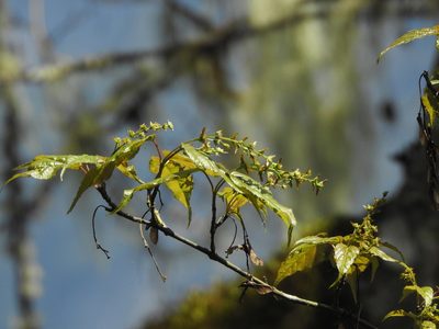 Acer caudatifolium, photographed by Jacy Chen