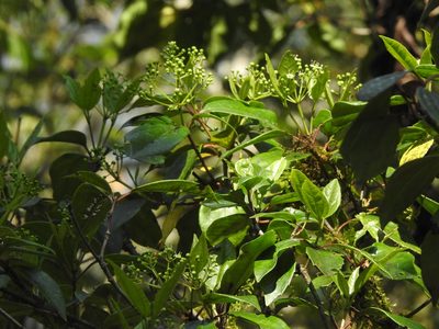 Viburnum propinquum, photographed by Jacy Chen