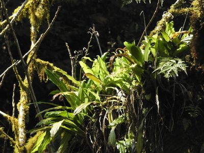 Calanthe arisanensis, photographed by Jacy Chen