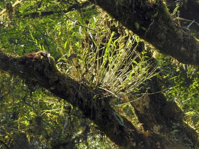 Dendrobium chryseum, photographed by Jacy Chen