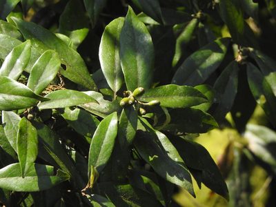 Litsea morrisonensis, photographed by Jacy Chen